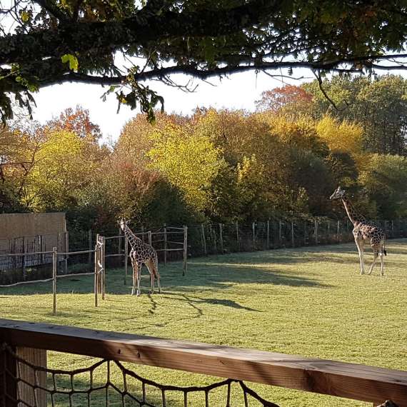 Lodges du parc zoo du Reynou