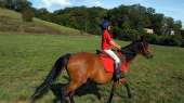 A galloping horse