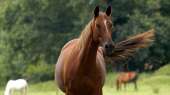 An alone horse