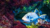 Limousin aquarium in Limoges