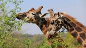 The giraffes at Reynou Zoo Park