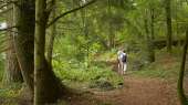 Underbrush hike Hikers walking in the shade